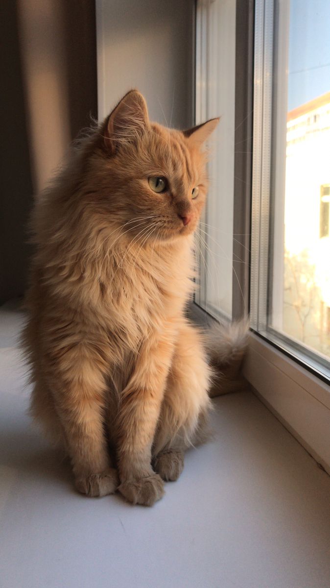 Chat roux d'intérieur